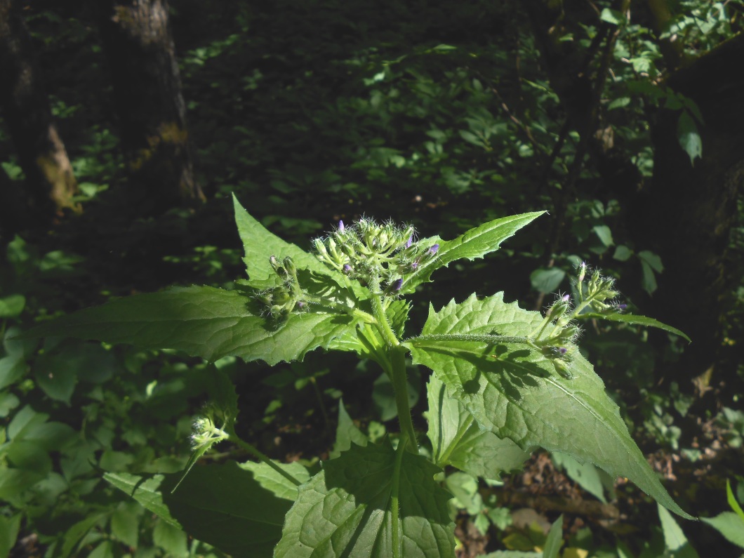 Image of genus Hesperis specimen.