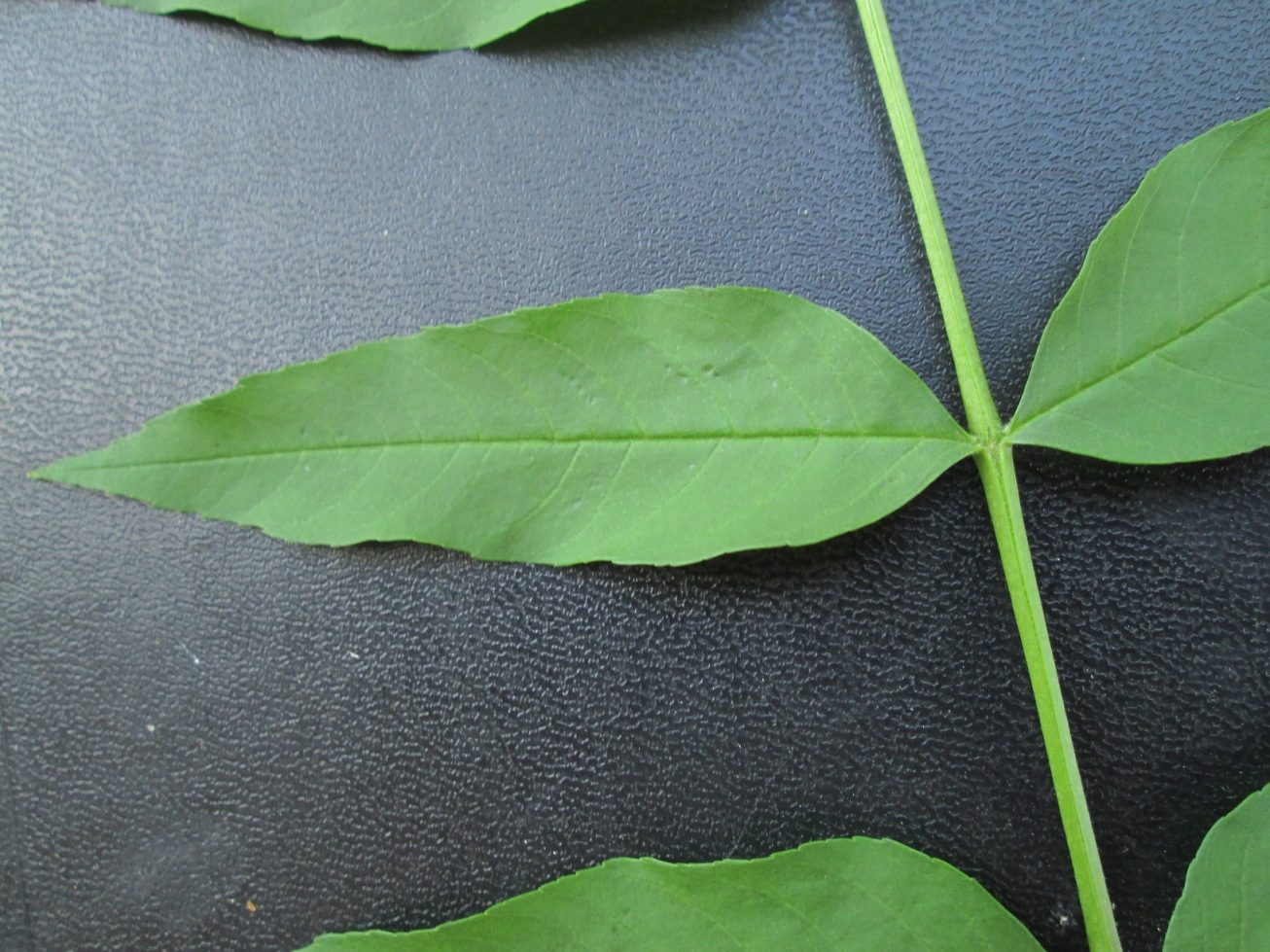 Изображение особи Fraxinus pennsylvanica.