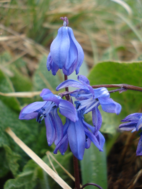 Изображение особи Scilla caucasica.