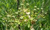 Euphorbia palustris. Соплодие. Север Краснодарского края, Староминской р-н, пойма р. Ея. 31.05.2013.