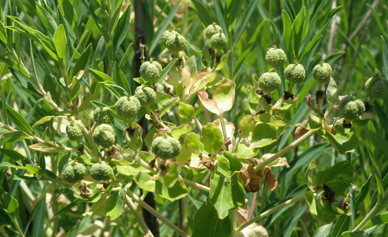 Image of Euphorbia palustris specimen.