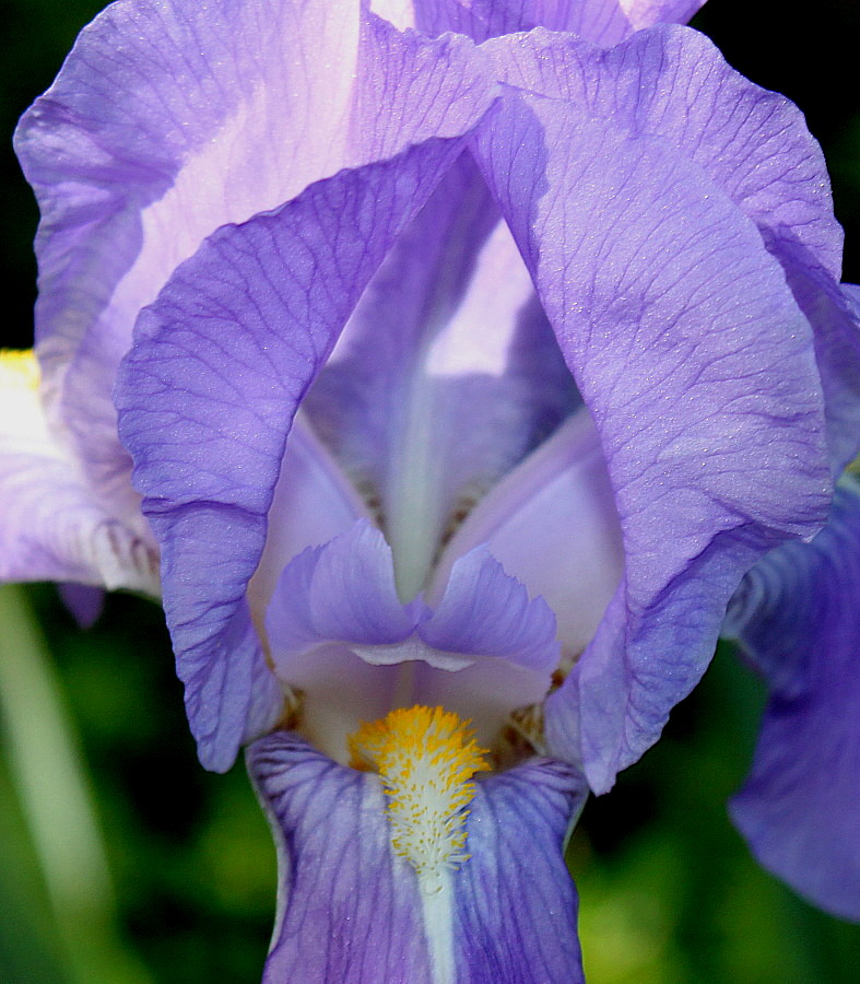Изображение особи Iris pallida.