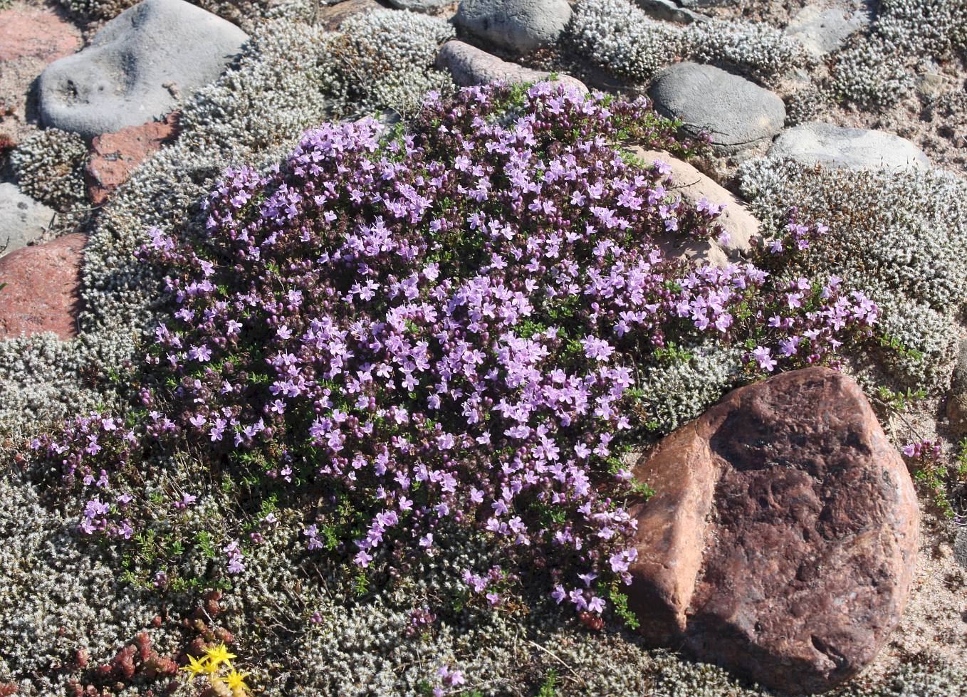 Изображение особи Thymus serpyllum.