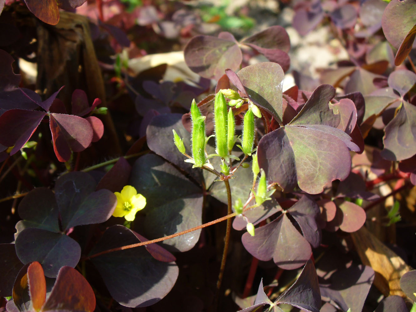 Изображение особи Oxalis stricta.