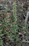 Epipactis helleborine ssp. degenii