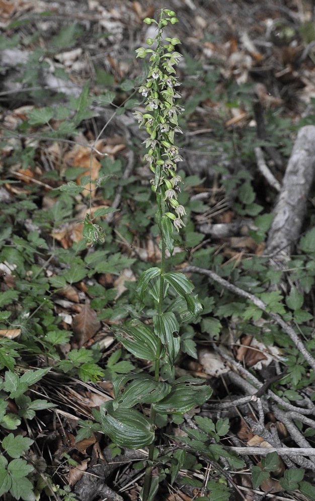 Изображение особи Epipactis helleborine ssp. degenii.