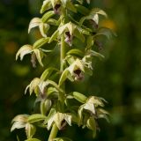 Epipactis helleborine. Часть соцветия. Ленинградская обл., Гатчинский р-н, окр. пос. Пудость, луг в старом травертиновом карьере. 13.07.2013.