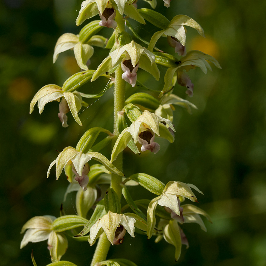 Изображение особи Epipactis helleborine.