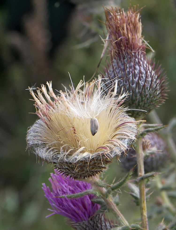 Изображение особи Cirsium arachnoideum.