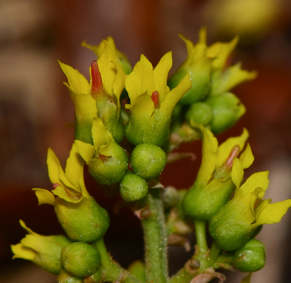 Image of Koelreuteria bipinnata specimen.