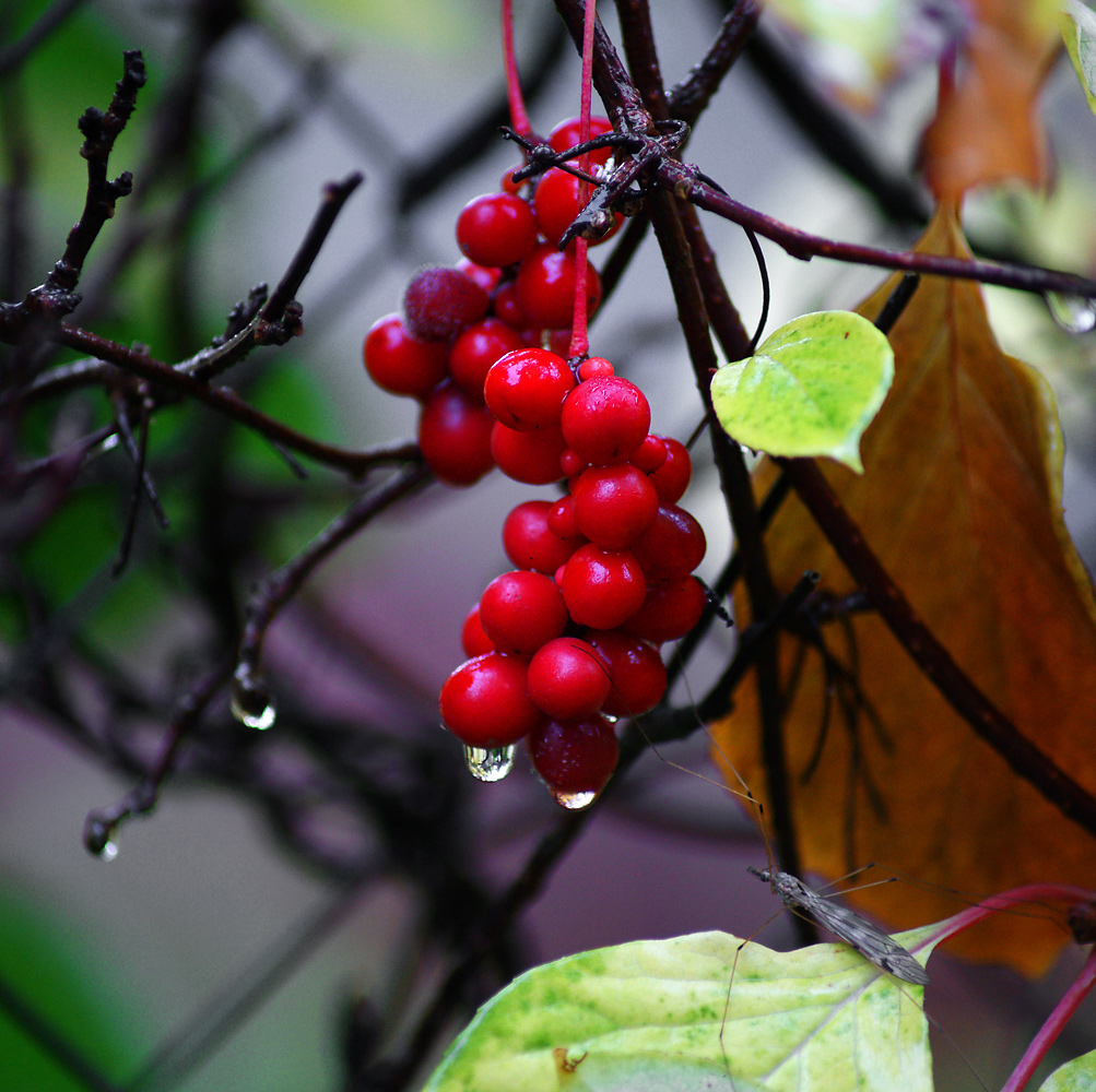 Изображение особи Schisandra chinensis.