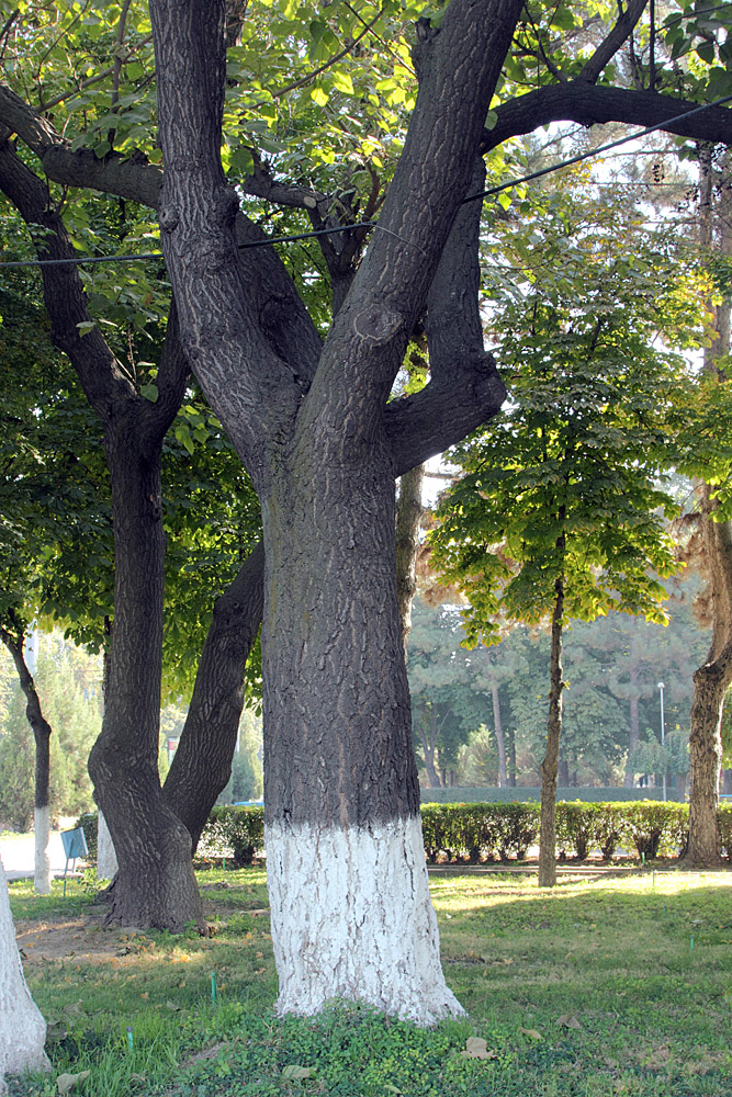 Image of Paulownia tomentosa specimen.