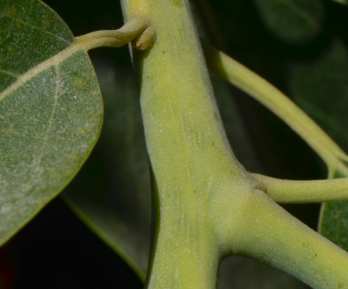 Image of Persea americana specimen.