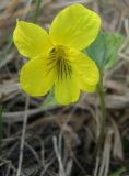 Viola uniflora. Цветок. Томская обл., окр. г. Томск, лесной луг. 10.05.2009.