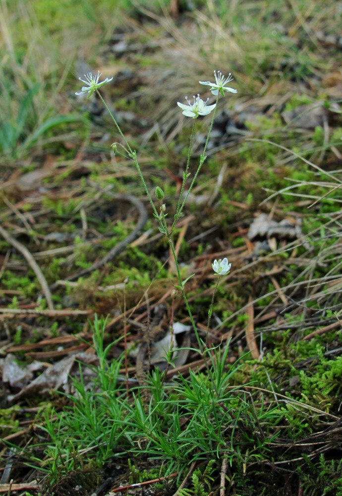 Image of Minuartia verna specimen.