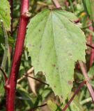 Hibiscus sabdariffa