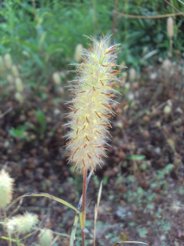 Image of Trifolium angustifolium specimen.