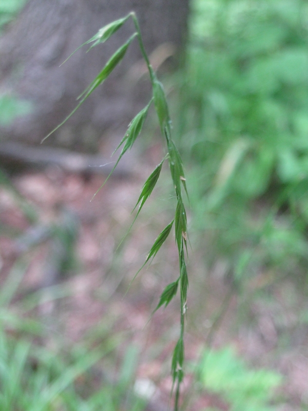 Image of Brylkinia caudata specimen.