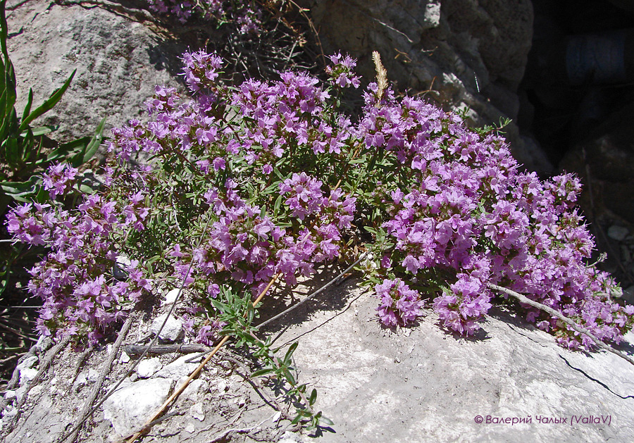 Изображение особи Thymus calcareus.