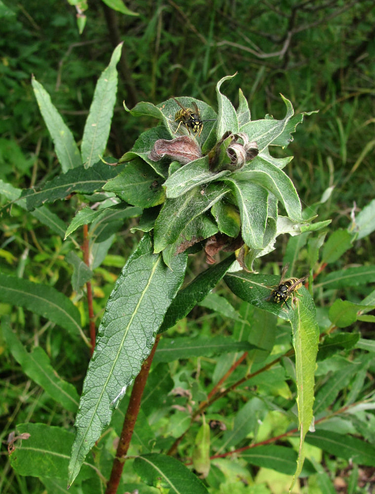 Image of Salix gmelinii specimen.