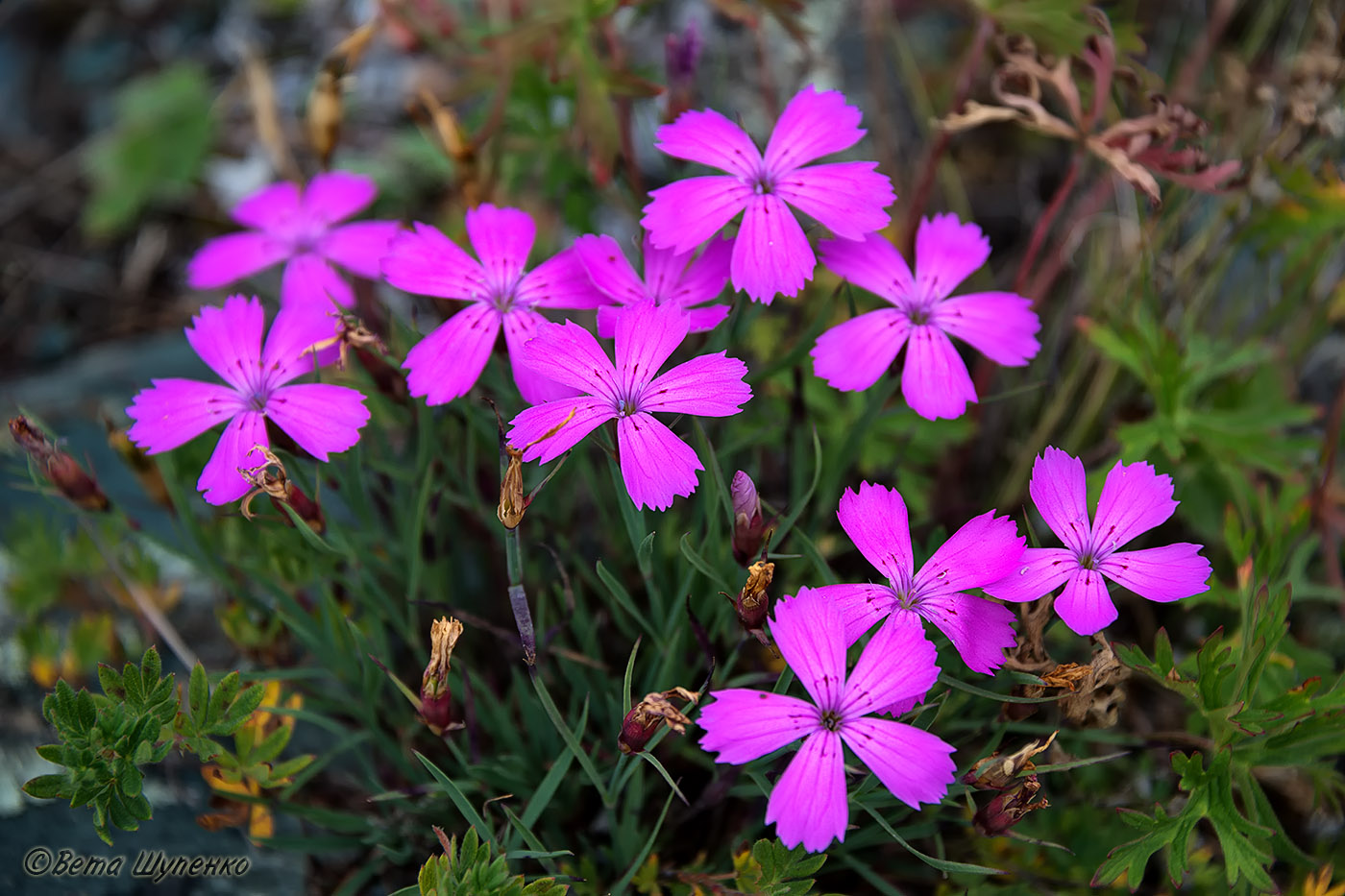 Изображение особи Dianthus versicolor.