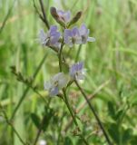 Astragalus austriacus. Соцветие. Белгородская обл., Губкинский р-н, запов. \"Белогорье\", \"Ямская степь\". 14 июня 2009 г.