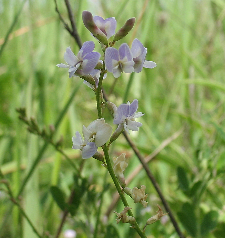 Изображение особи Astragalus austriacus.