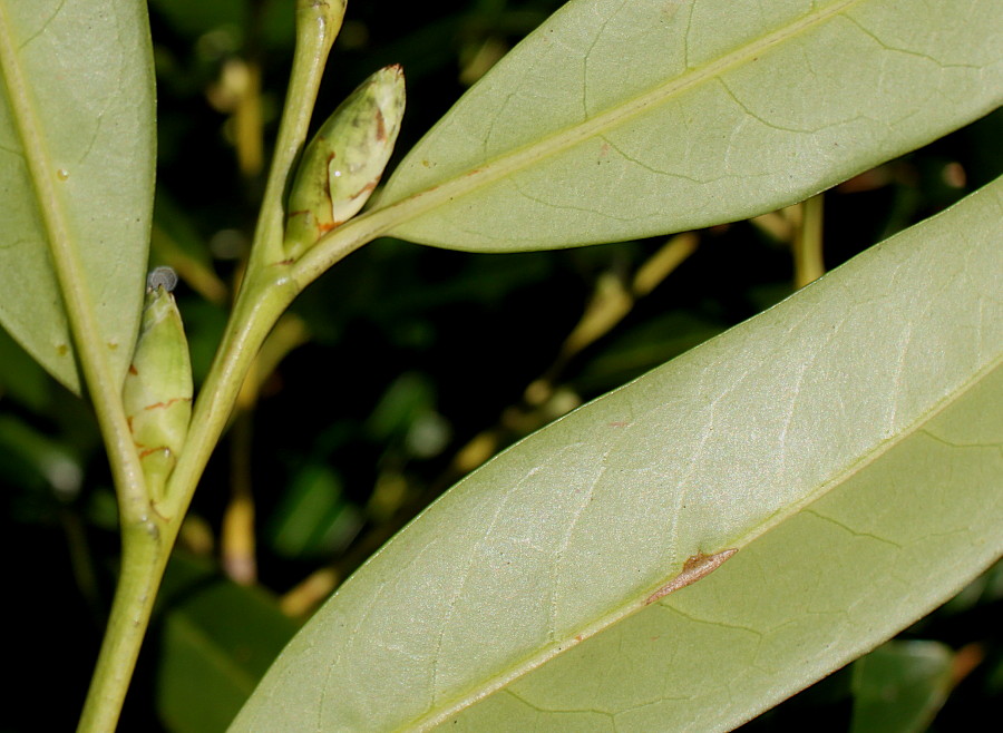 Image of Lauro-cerasus officinalis specimen.