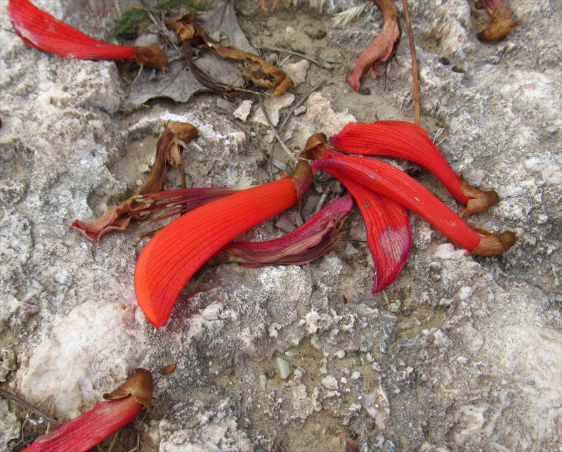 Image of Erythrina lysistemon specimen.