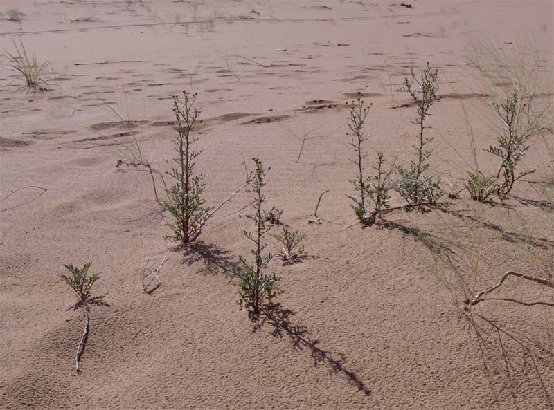 Изображение особи Senecio schischkinianus.