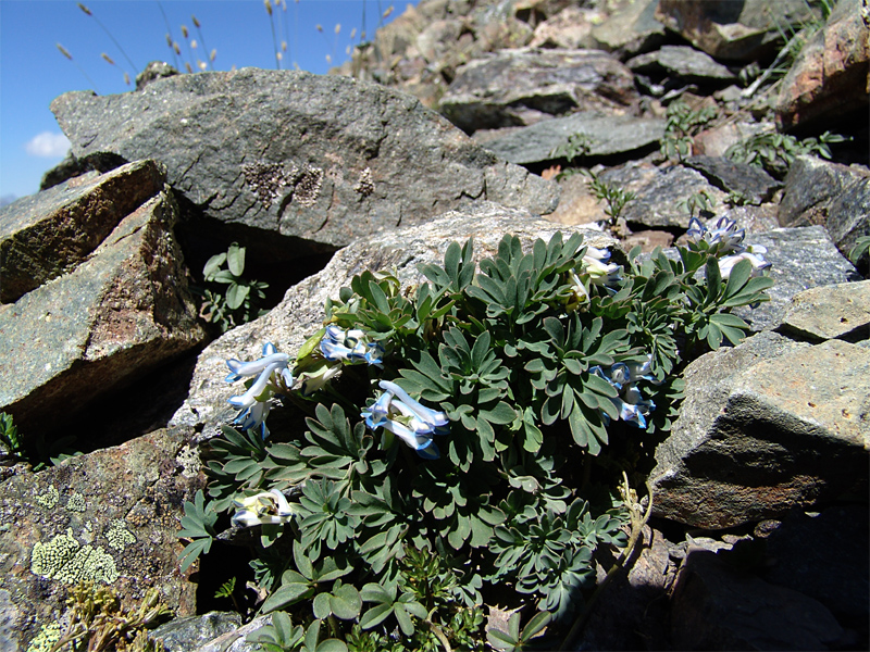 Image of Corydalis emanueli specimen.