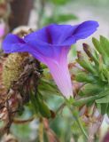 Ipomoea purpurea