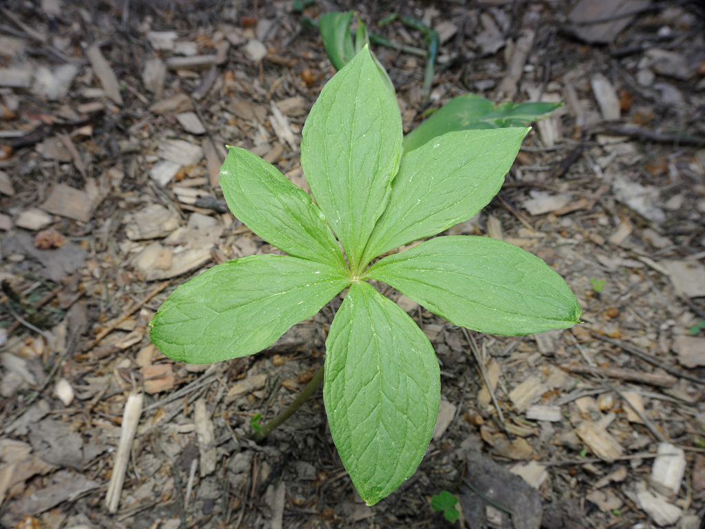 Image of Paris quadrifolia specimen.