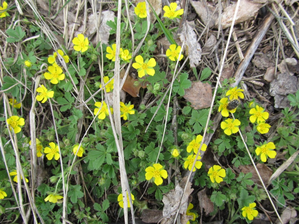 Изображение особи Potentilla incana.