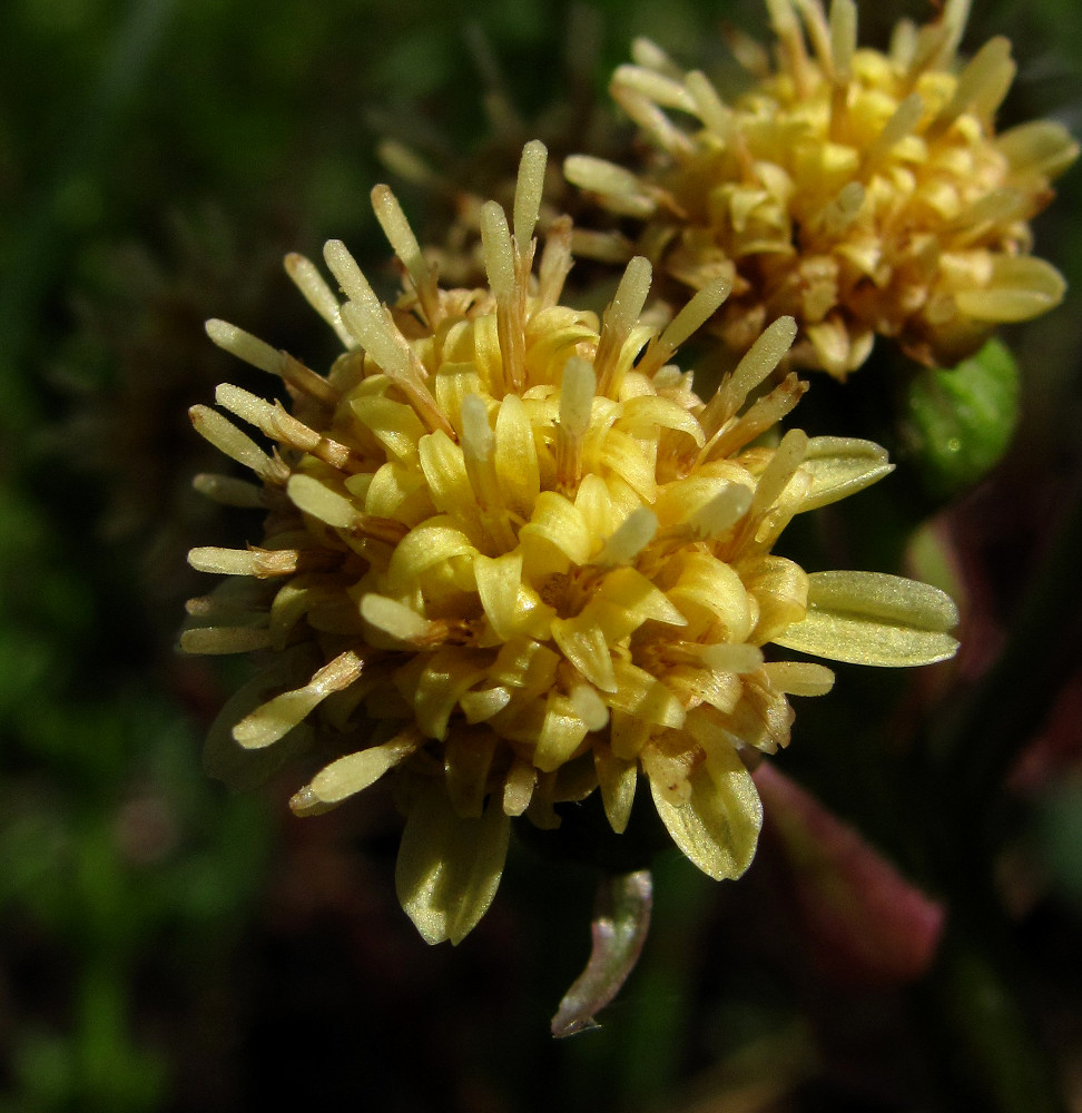 Image of Petasites radiatus specimen.