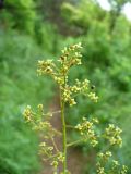 Cotinus coggygria. Фрагмент соцветия. Ставропольский край, г. Кисловодск, на хорошо освещённом склоне Сосновой горы (43°53′33,69″ с.ш., 42°43′16,27″ в.д.). 04.06.2014.