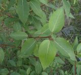Populus laurifolia. Побег. Белгородская обл., г. Губкин, кварцитные отвалы ЛГОКа. 15 июня 2009 г.