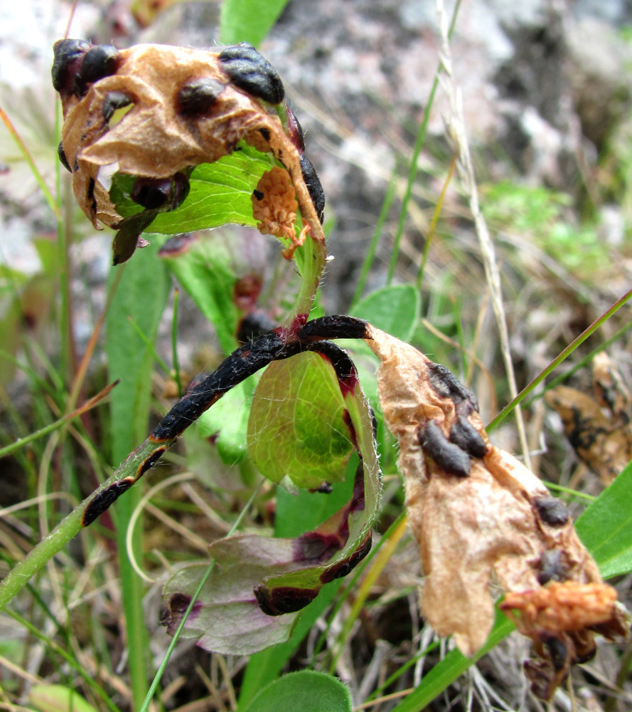 Изображение особи Anemone sylvestris.