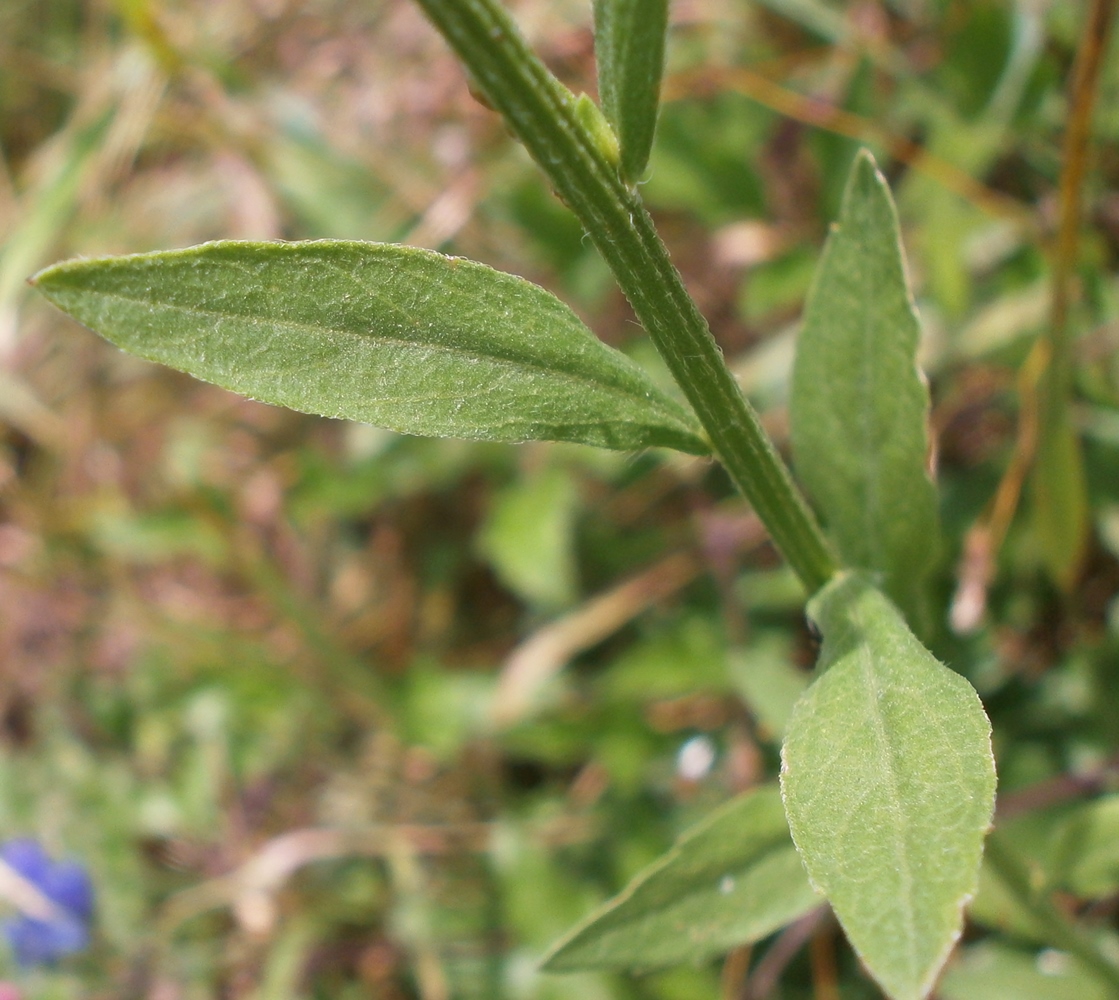 Изображение особи Erigeron annuus.