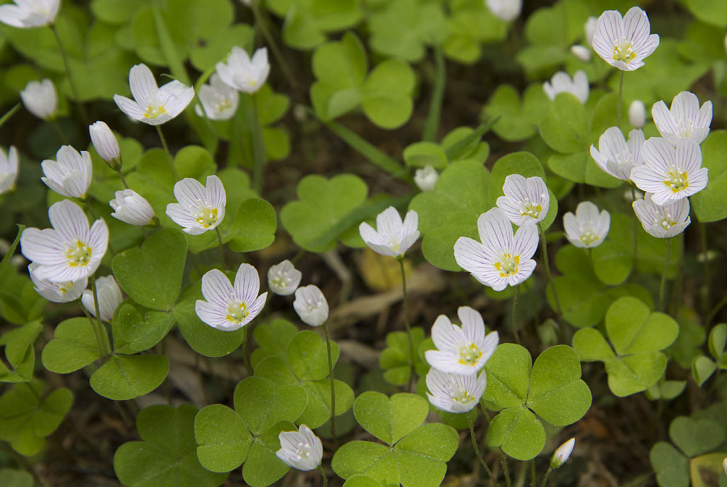 Image of Oxalis acetosella specimen.