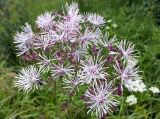 Thalictrum aquilegiifolium