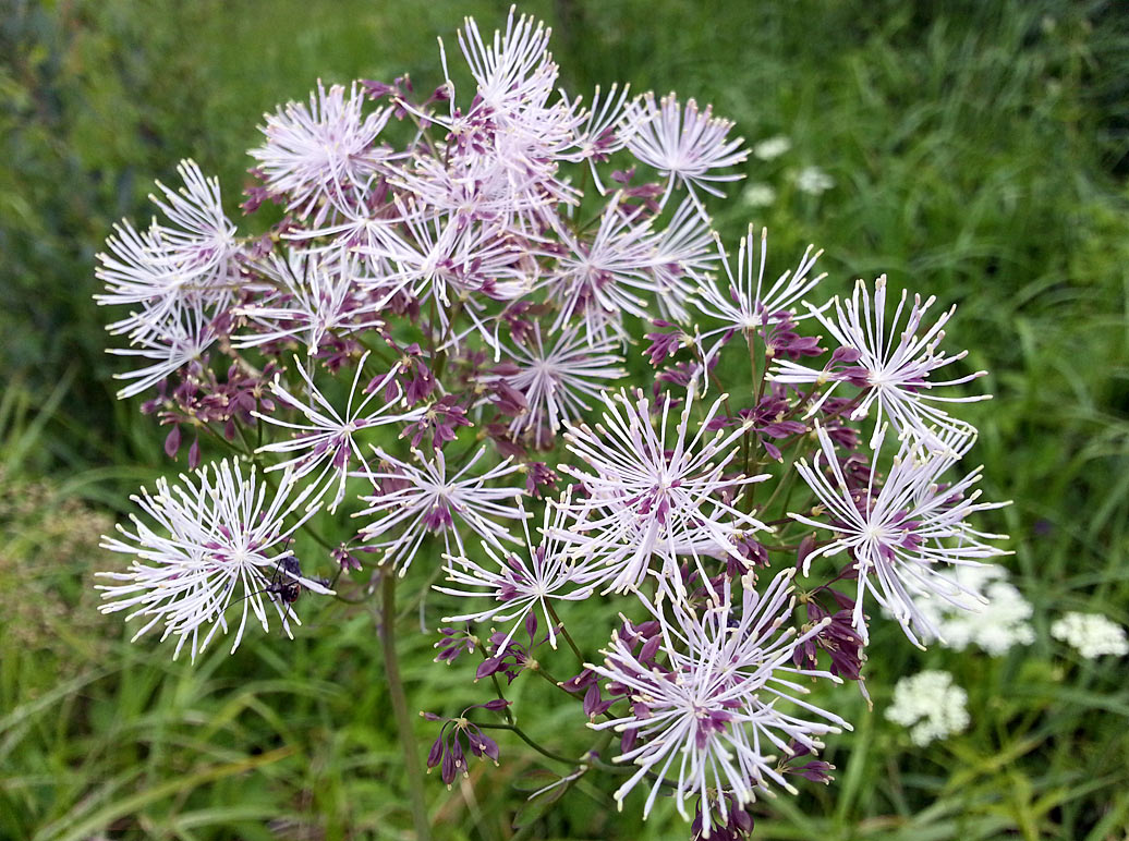 Image of Thalictrum aquilegiifolium specimen.