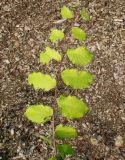 Zelkova carpinifolia