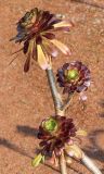 Aeonium variety atropurpureum