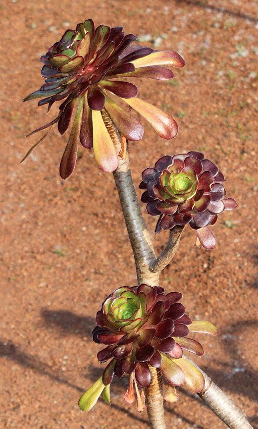 Image of Aeonium arboreum var. atropurpureum specimen.
