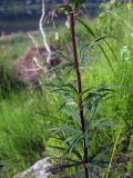 Aconitum ambiguum