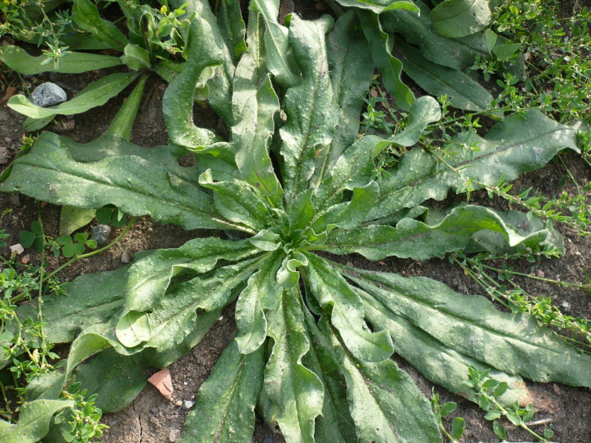 Image of Echium vulgare specimen.