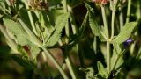 genus Salvia. Средние части побегов. Германия, г. Дюссельдорф, Ботанический сад университета. 03.07.2014.