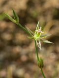 Juncus bufonius. Цветок. Ленинградская обл., Токсово. Начало сентября.