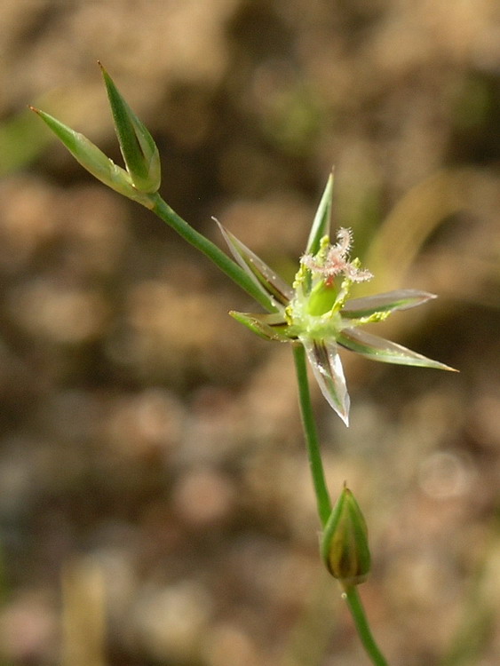 Image of Juncus bufonius specimen.